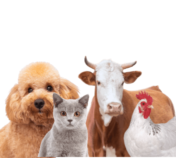 Veterinary Diagnostics